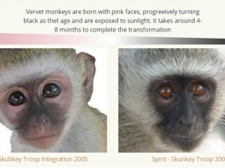 vervet_ages